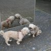 optikparcours_20100628_1354116688