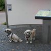 optikparcours_20100628_1425304471